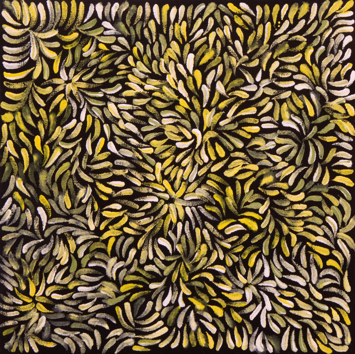 Isobel Major- Bush Medicine